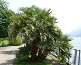 KKG 5 Common Windmill Trachycarpus Fortunei Hardy Ch N Tree Sun Shade Ho... - $162.37 MXN