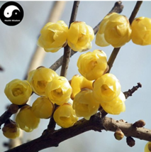 Winter Sweet Prunus Mume Tree Semente 60 pcs Plant Yellow Plum Blossom La Mei FR - £5.52 GBP