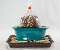Oval Green Glazed Shohin Bonsai, Succulent Pot + Soil + Tray + Rock + Mesh Kit  - £19.90 GBP+