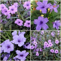 6 Mexican Petunia Ruella Brittoniana Perennial well rooted plants shrub - $29.58