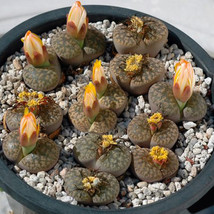 100 Seeds Lithops Bromfieldii C382 Succulents Seeds Fresh Garden - £7.94 GBP