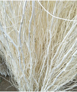 10 STEM 30&quot; LONG Real White Willow decor - dried curly Willow, Stems, St... - $13.97 CAD