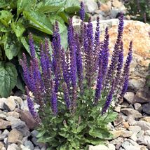 150 seeds May Night Blue Salvia Meadow Sage organic ornamental perennial From US - £9.41 GBP