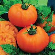 50 Seeds Chef s Choice Orange Tomato Juicy Tomatoe Vegetable Garden  - £5.59 GBP