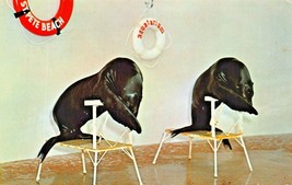 St Petersburg Fl~Aquatarium~Seals Say Their Prayers For VISITORS-1972 Postcard - £9.93 GBP