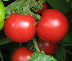 Sub Arctic Plenty Tomato Seeds 50 Determinate Vegetable Garden From US - $7.05