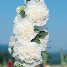 USA SELLER Hollyhock Seeds Chaters White Holly Hock Seeds 50 Seeds Perennial - £16.62 GBP