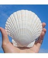 QEQEKAKA 10PCS Large Scallop Shells for Crafts 4&#39;&#39; 5&#39;&#39; White Sea Shells ... - $44.14 CAD