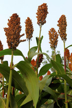 Rafhstore 50 Della Sorghum Bicolor Syrup Flour Grain Vegetable Seeds Us Seeds - £8.58 GBP