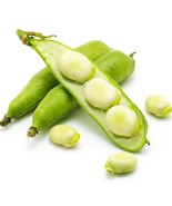 25 Seeds Fava Beans-(Vicia Faba) - $8.98