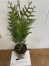 Green Giant 2-3&#39; trade gallon Arborvitae Thuja plicata - £23.94 GBP