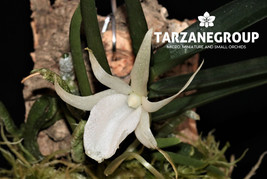 ANGRAECUM DIDIERI SMALL ORCHID SPECIES POTTED - $27.00