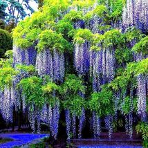 5 Chinese Blue Wisteria sinensis Tree Seeds Fast Climber Flower Vine Hardy Plant - £12.75 GBP