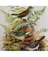 Ovenbird And Waterthrush 1957 Lithograph Bird Art Print John H Dick DWDD4 - £39.50 GBP
