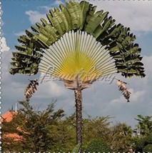 200 pcs Green Travelers Palm Flores Seeds FRESH SEEDS - £9.42 GBP