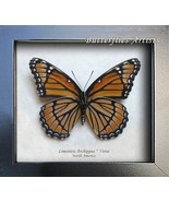 Limenitis Archippus Verso Real Viceroy Butterfly Framed Entomology Shado... - $1,133.58 MXN