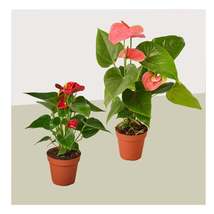 2 Anthurium Variety Pack- All Different Colors - 4&quot; Pots - €34,23 EUR
