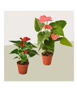2 Anthurium Variety Pack- All Different Colors - 4" Pots - €34,35 EUR 2 Anthurium Variety Pack- All Different Colors - 4" Pots - €34,35 EUR
