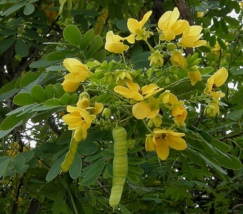 5 Pc Seeds Scrambled Egg Bush Flower Plant, Cassia glauca Seeds for Planting |RK - £15.10 GBP