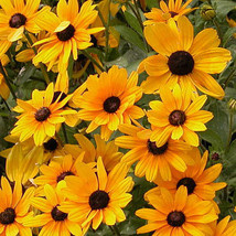 Fresh Seeds Black Eyed Susan Full Sun Butterfly Attract Rapid Spreader E Z To Gr - $19.76