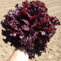 Ship From Us Lolla Rossa Darky Lettuce Seeds ~2 Oz Seeds -HEIRLOOM, NON-GMO TM11 - £49.51 GBP