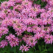 HS 100 Pink Bee Balm Seeds Flowers Seed Bloom Hummingbird Flower Seeds Us Sell 1 - $5.63