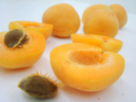 3 scion cuttings of Chinese Mormon Apricot Semi Dwarf for Grafting - £13.67 GBP