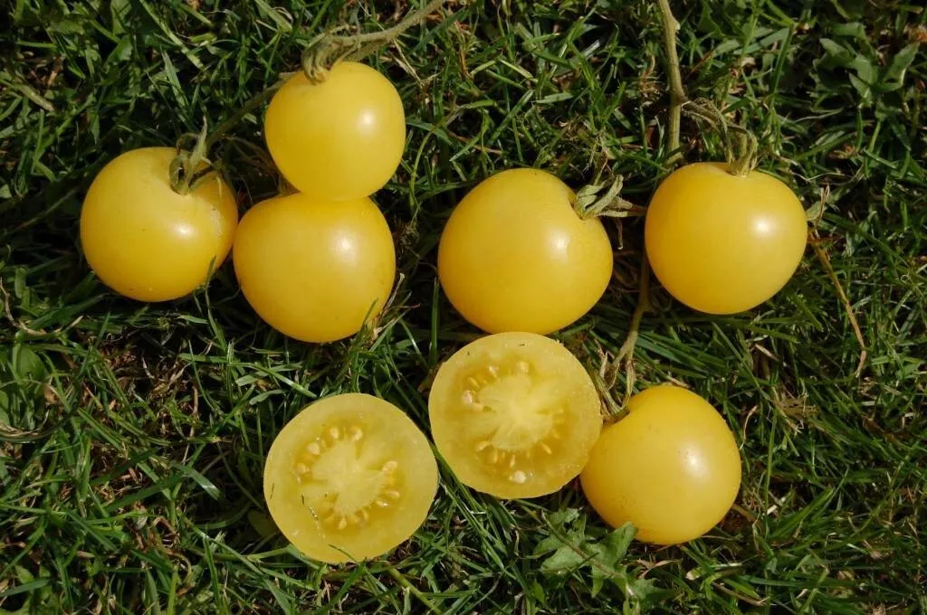 50 Seeds Super Snow White Tomato Vegetable Garden  - £7.77 GBP