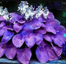 SYST 200 Seeds Hosta Purple Round Leaves - £7.63 GBP