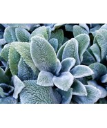 Lamb&#39;s Ear Ornamental Groundcover Plant Seeds - £5.49 GBP