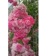 2 Heirloom Seven Sisters Pink Rose Bushes – Live Multiflora Ramblers - $64.00