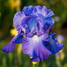25 Iris Flower Blue Purple Seeds Garden Plants - £10.99 GBP