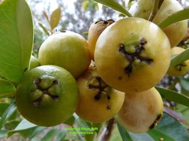 Yellow Strawberry Guava, Psidium cattleyanum var. littorale 10 seeds (Gx... - £1.57 GBP