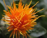 Sale 300 Seeds Safflower Saffron Carthamus Tinctorius Yellow Orange Flow... - $9.90
