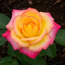 Peace Rose Live Plant - Yellow with Soft Pink Flowers, Prized for Its Be... - $127.42