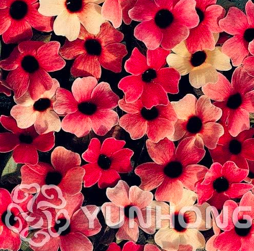 Thunbergia Alata Seed Commonly Called Black Eyed Susan Vine Color:Mix - $9.99