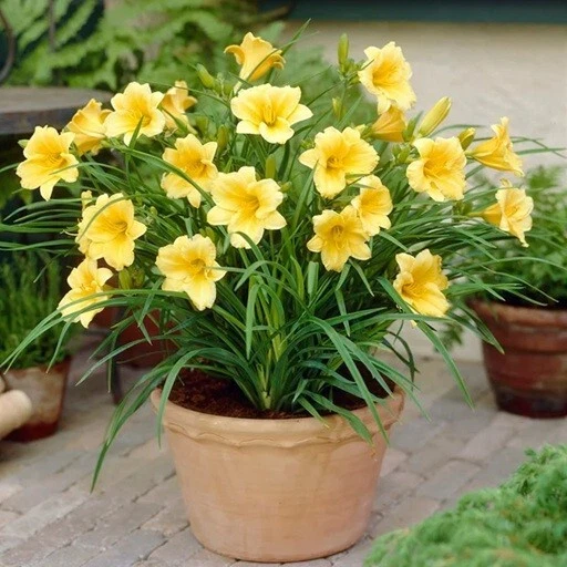 5+ Live 3yo+ Large Yellow Daylily Stella D&#39;Oro Bulbs Clumps Well Rooted ... - $33.79