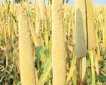 Pearl Millet Grass Seeds For Planting Ornamental Grass 300 Seeds Fast Sh... - $8.99