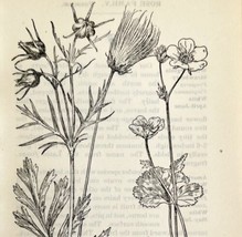 1905 Geum Avens Flower Print Pen &amp; Ink Lithograph Antique Art 6.75 x 3.75 - £13.80 GBP