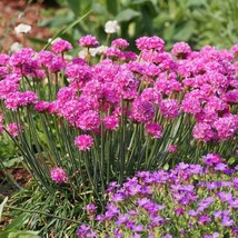 50 Seeds Sea Thrift California Sea Pink Create A Lush Garden With Premium Seeds - £7.32 GBP