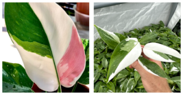 Live Plant philodendron white princess Starter Plant - $26.99