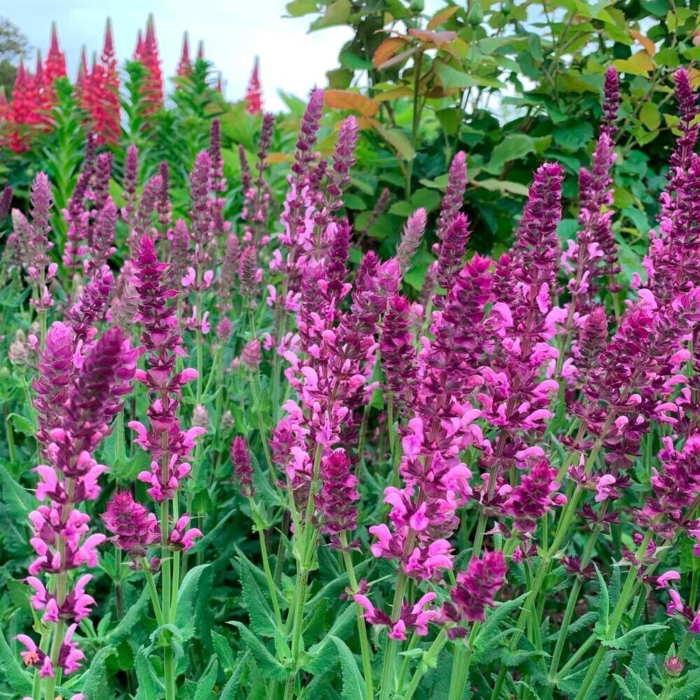 50 Rose Queen Salvia Seeds Flower Seed Perennial Flowers Fresh Gardening - $9.58