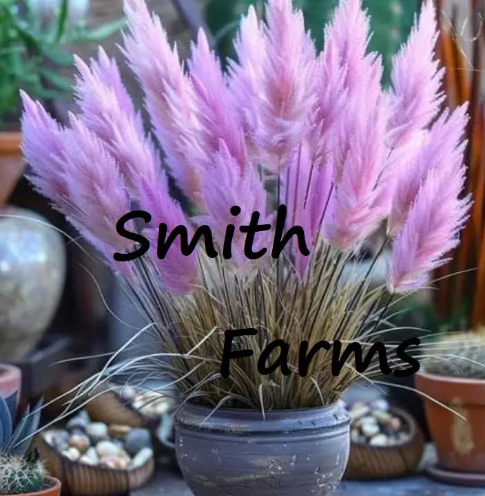 100 Seeds Purple Dwarf Pampas Grass Pots Baskets Fresh Seeds USA Seller - $12.25