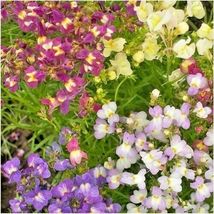 2000 Dwarf Snapdragon Mix Flower Seeds Garden Container Toadflax Wildflower Easy - £14.32 GBP