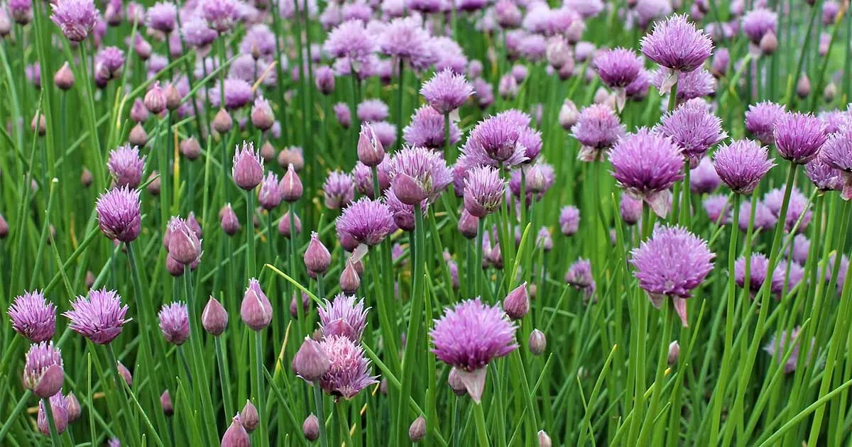 Common Chives NON-GMO, Variety Sizes 300 seeds - £3.13 GBP
