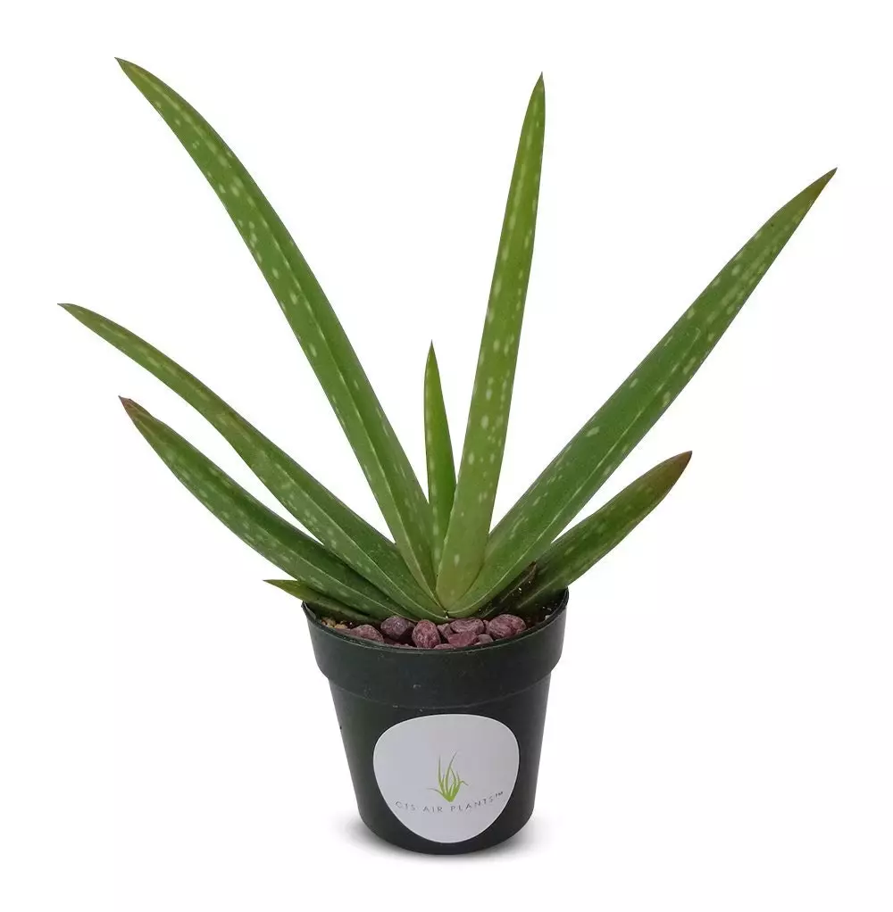 Live Aloe Vera 5&quot;-6&quot;+ Live Potted Aloe Succulent Houseplant 2&quot; Pot - $21.80