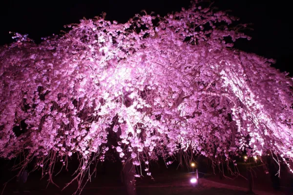 Fresh Weeping Cherry Tree Seeds For Planting (8 Seeds) Blooming Weeping Higan Ch - $19.92