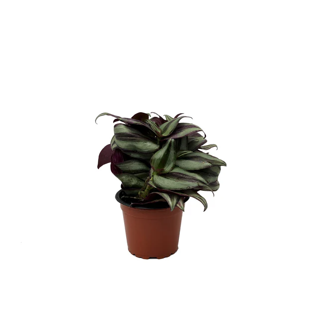 SYST Tradescantia Zebrina Purple Tinge 3.5 Until 4 inch Fast Shipping  - €21,32 EUR