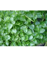 FMG 1000 Crab Claw Rau Cang Cua Hạt Giống Rau Càng Cua Peperomia Pelluci... - $306.45 MXN