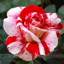 50 Seeds Pink Rose Red Strip Shrub Flower Fresh Seeds for Planting - £9.00 GBP